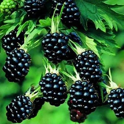 Ежевика КИТАНИНИ бесшипная в Хабаровске