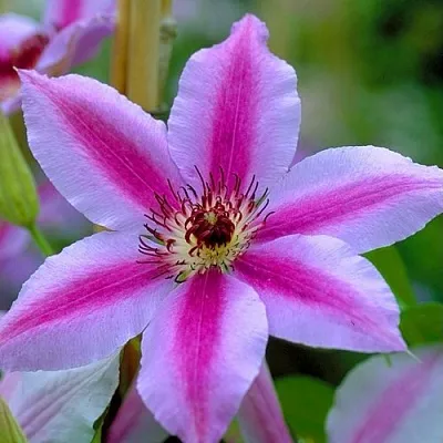 Клематис НЕЛЛИ МОЗЕР  Клематис НЕЛЛИ МОЗЕР в Хабаровске