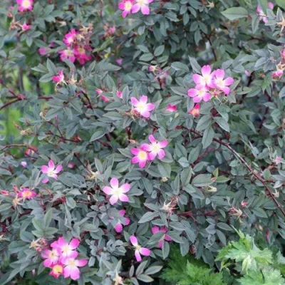 Саженцы роз сизая — описание сорта Саженцы роз сизая в Хабаровске