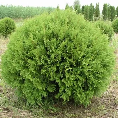 Туя ГЛОБОЗА западная в Хабаровске