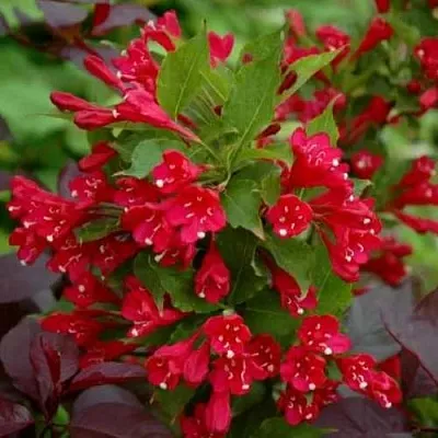 Вейгела РЕД ПРИНЦ  Вейгела РЕД ПРИНЦ в Хабаровске