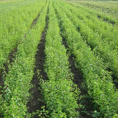 Подвой  Подвой в Хабаровске