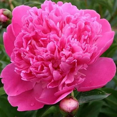 Пион ЭДУЛИС СУПЕРБА травянистый  Пион ЭДУЛИС СУПЕРБА травянистый в Хабаровске