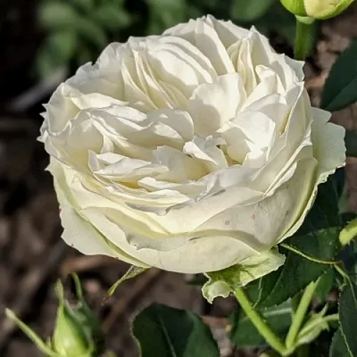 Саженцы роз ВАЙТ ПИАНО чайно-гибридная  Саженцы роз ВАЙТ ПИАНО чайно-гибридная в Хабаровске