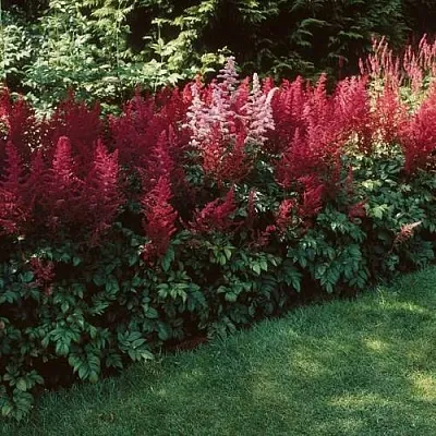 Астильба ГРАНАТ Арендса в Хабаровске