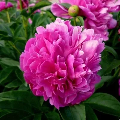 Пион ФЕЛИКС КРАУССЕ травянистый  Пион ФЕЛИКС КРАУССЕ травянистый в Хабаровске