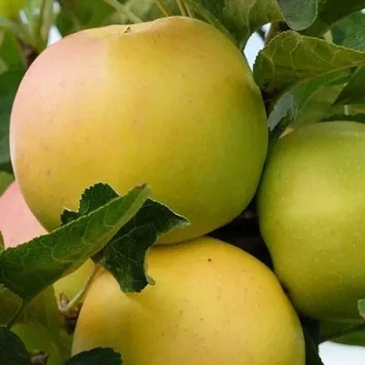 Яблоня БАНАНОВОЕ — описание сорта Яблоня БАНАНОВОЕ в Хабаровске