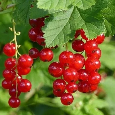 Смородина красная РОНДОМ  Смородина красная РОНДОМ в Хабаровске