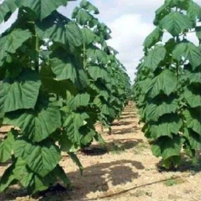 Павлония ПАО ТОГН Z07 — описание сорта Павлония ПАО ТОГН Z07 в Хабаровске