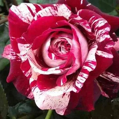 Саженцы роз ХУЛИО ИГЛЕСИАС чайно-гибридная  Саженцы роз ХУЛИО ИГЛЕСИАС чайно-гибридная в Хабаровске