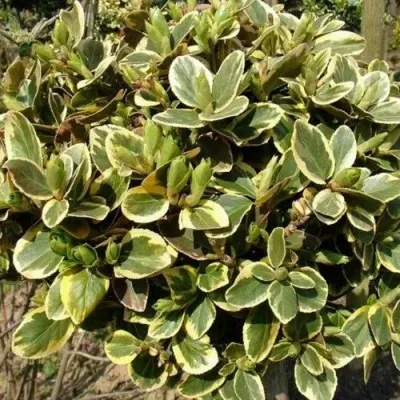 Бересклет КАНАДЕЙЛ ГОЛД  — описание сорта Бересклет КАНАДЕЙЛ ГОЛД  в Хабаровске