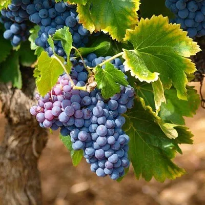 Виноград ЗИЛГА  Виноград ЗИЛГА в Хабаровске