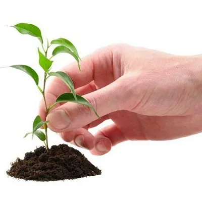 Саженцы  Саженцы в Хабаровске