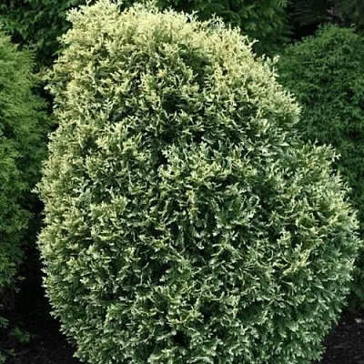 Туя ЛИТОМИШИЛ западная в Хабаровске