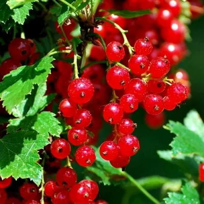 Смородина красная НЕНАГЛЯДНАЯ в Хабаровске