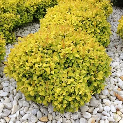 Барбарис БОНАНЗА ГОЛД тунберга  Барбарис БОНАНЗА ГОЛД тунберга в Хабаровске