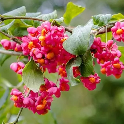 Бересклет ЕВРОПЕЙСКИЙ  Бересклет ЕВРОПЕЙСКИЙ в Хабаровске