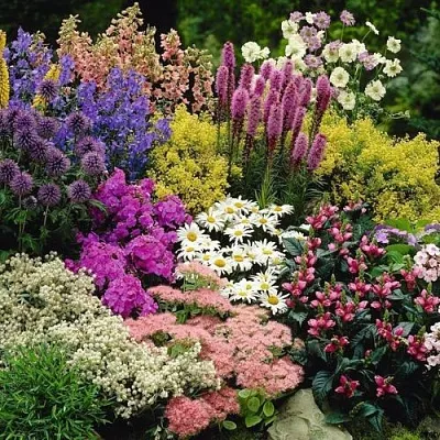 Многолетние растения  Многолетние растения в Хабаровске