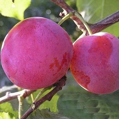 Слива ДЕЛИКАТНАЯ  Слива ДЕЛИКАТНАЯ в Хабаровске