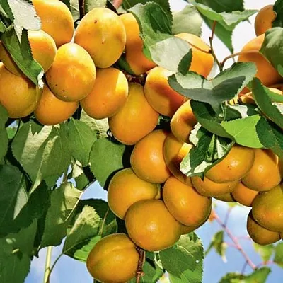 Абрикос БРЯНСКИЙ РАННИЙ в Хабаровске