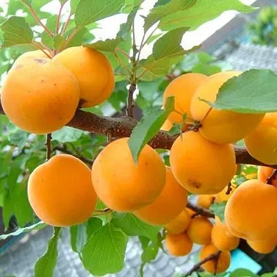 Абрикос ОРИГИНАЛ в Хабаровске