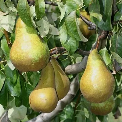 Груша САПФИРА колонновидная  Груша САПФИРА колонновидная в Хабаровске