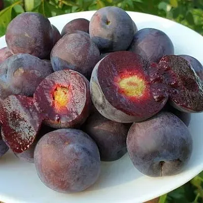 Сливово-вишневый гибрид МЕЙНОР в Хабаровске