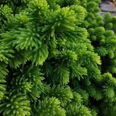 Ель ЛИТЛ ДЖЕМ обыкновенная в Хабаровске