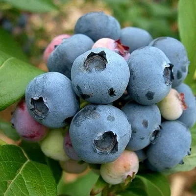 Голубика КОЛЛИНЗ в Хабаровске