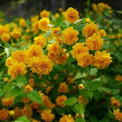 Керрия японская ПЛЕНИФЛОРА  Керрия японская ПЛЕНИФЛОРА в Хабаровске