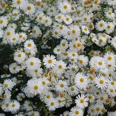 Болтония СНОУБЭНК в Хабаровске