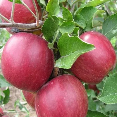 Яблоня МОСКОВСКОЕ ОЖЕРЕЛЬЕ колонновидная  Яблони Московское Ожерелье колонновидная в Хабаровске