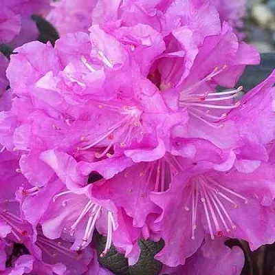 Рододендрон П.Ж.М. ЭЛИТ  Рододендрон П.Ж.М. ЭЛИТ в Хабаровске