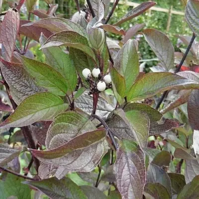 Дерен КЕССЕЛЬРИНГИ  Дерен КЕССЕЛЬРИНГИ в Хабаровске