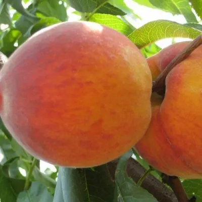 Персик СОЧНЫЙ — описание сорта Персик СОЧНЫЙ в Хабаровске