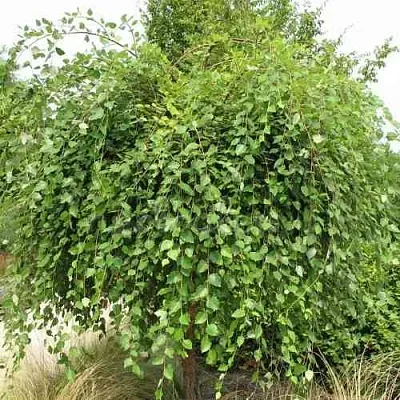 Береза САММЕР КАСКАД черная  Береза САММЕР КАСКАД черная в Хабаровске