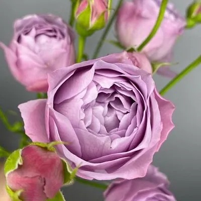 Саженцы роз ЛАВЕНДЕР БАБЛС спрей  Саженцы роз ЛАВЕНДЕР БАБЛС спрей в Хабаровске