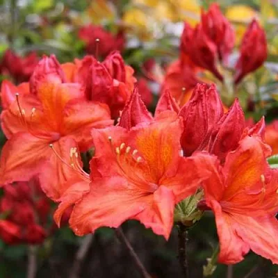 Азалия ЛИЛИНШТЕЙН японская  Азалия ЛИЛИНШТЕЙН японская в Хабаровске