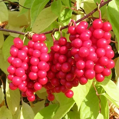 Лимонник  Лимонник в Хабаровске