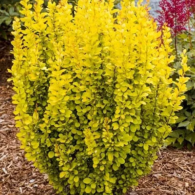 Барбарис ГОЛДЕН ТОРЧ тунберга  Барбарис ГОЛДЕН ТОРЧ тунберга в Хабаровске