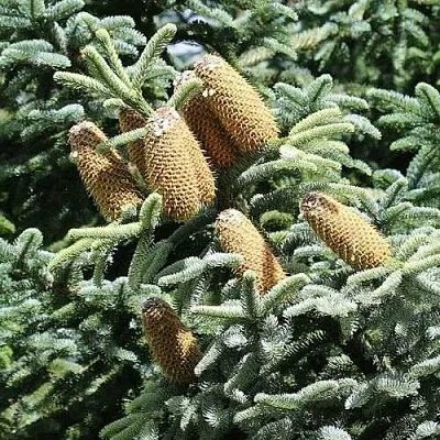 Пихта благородная  Пихта благородная в Хабаровске