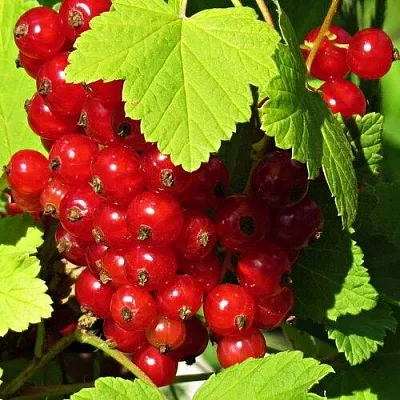 Смородина красная ГАЗЕЛЬ  Смородина красная ГАЗЕЛЬ в Хабаровске