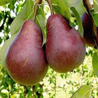 Груша с красной мякотью КРАСНАЯ ИЗ СААРЕМА в Хабаровске