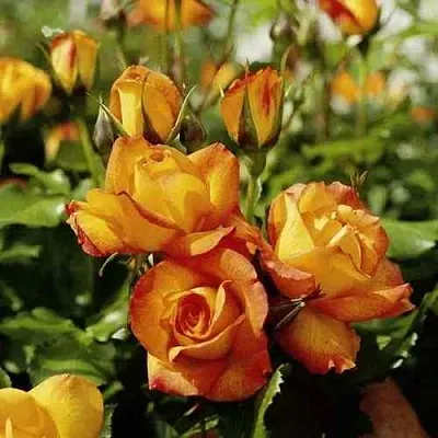 Саженцы роз САХАРА плетистая  Саженцы роз САХАРА плетистая в Хабаровске