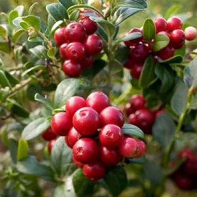 Клюква ХОЛЬШТАЙН  Клюква ХОЛЬШТАЙН в Хабаровске