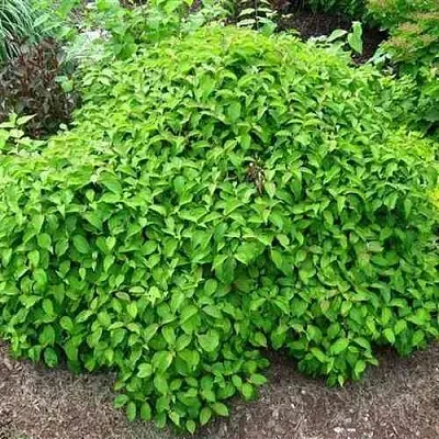 Дерен КЕЛСЕИ шелковистый   Дерен КЕЛСЕИ шелковистый  в Хабаровске