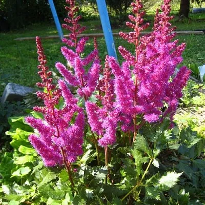 Астильба ЭЛИЗАБЕТ ВАН ВИН японская в Хабаровске