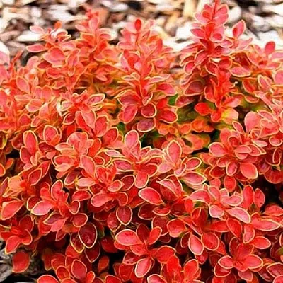 Барбарис КОРАЛ тунберга  Барбарис КОРАЛ тунберга в Хабаровске