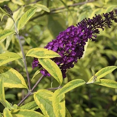 Буддлея давида САНТАНА   Буддлея давида САНТАНА  в Хабаровске