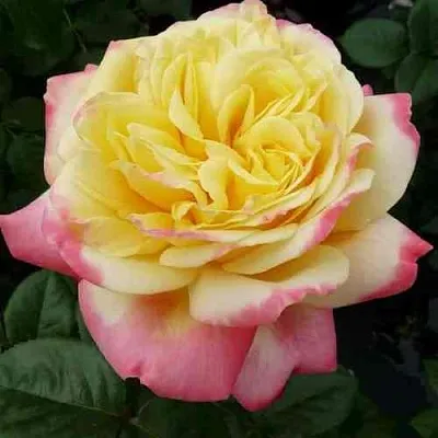 Саженцы роз КОРДЕС ДЖУБИЛИ чайно-гибридная  Саженцы роз КОРДЕС ДЖУБИЛИ чайно-гибридная в Хабаровске